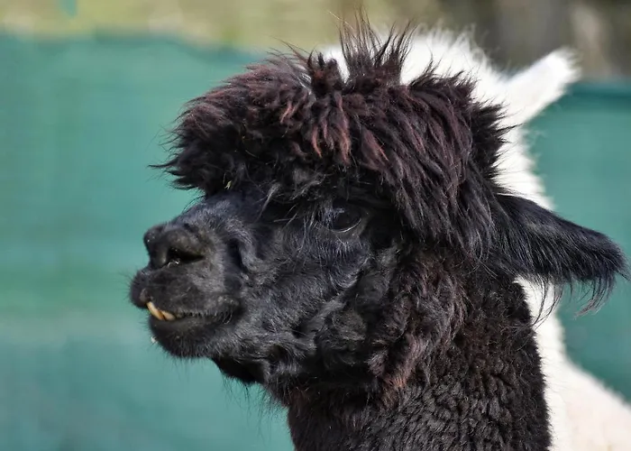 B10 Dom Lux Z Alpakami & Basen * Elk